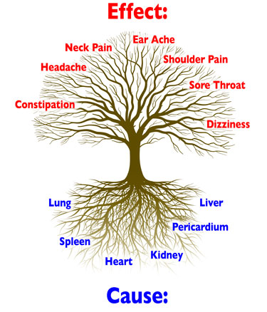 Cause and Effect: roots and branches of a tree