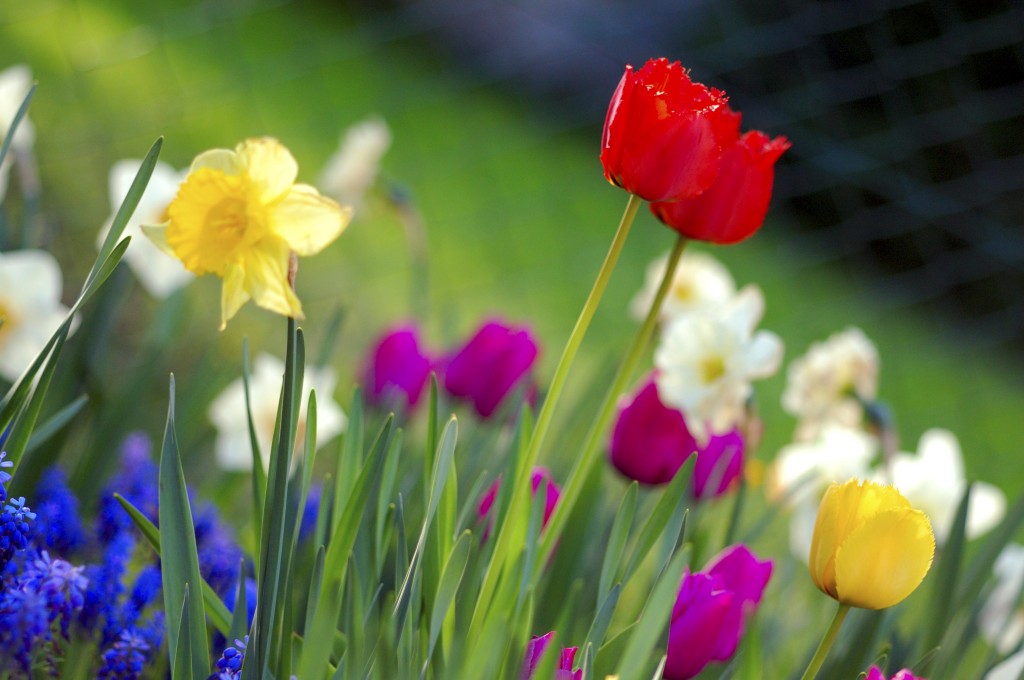 Spring flowers