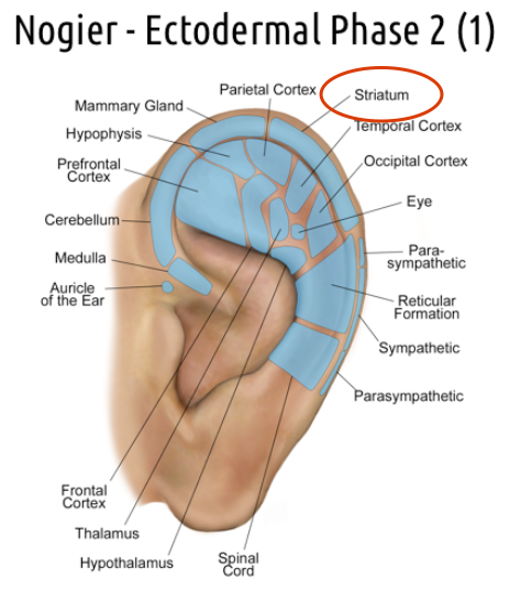 ectodermal