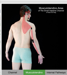 Musculotendino