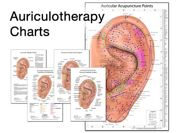 Chinese Auriculotherapy Chart