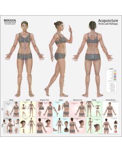 The ULTIMATE Acupuncture Wall Chart, Female 3'x3' Square