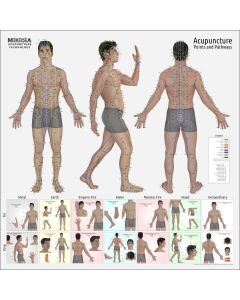 The ULTIMATE Acupuncture Wall Chart, Male 3'x3' Square