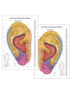 The World's Best Auriculotherapy Wall Chart - Bundle Right and Left Ear View