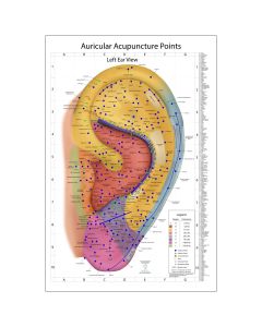 The World's Best Auriculotherapy Wall Chart - Left Ear View