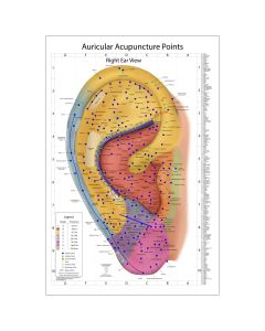 The World's Best Auriculotherapy Wall Chart - Right Ear View