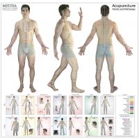The ULTIMATE Acupuncture Wall Chart