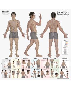 The ULTIMATE Acupuncture Wall Chart, Male - Version 2