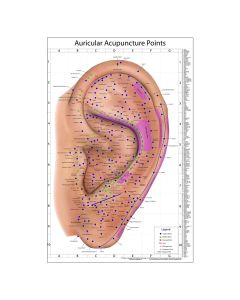 The World's Best Auriculotherapy Wall Chart - Old Version