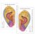 The World's Best Auriculotherapy Wall Chart - Bundle Right and Left Ear View