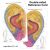 Ultimate Auriculotherapy Reference Card