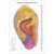 The World's Best Auriculotherapy Wall Chart - Right Ear View