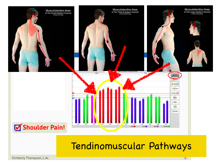 Tendinomuscular Pathways