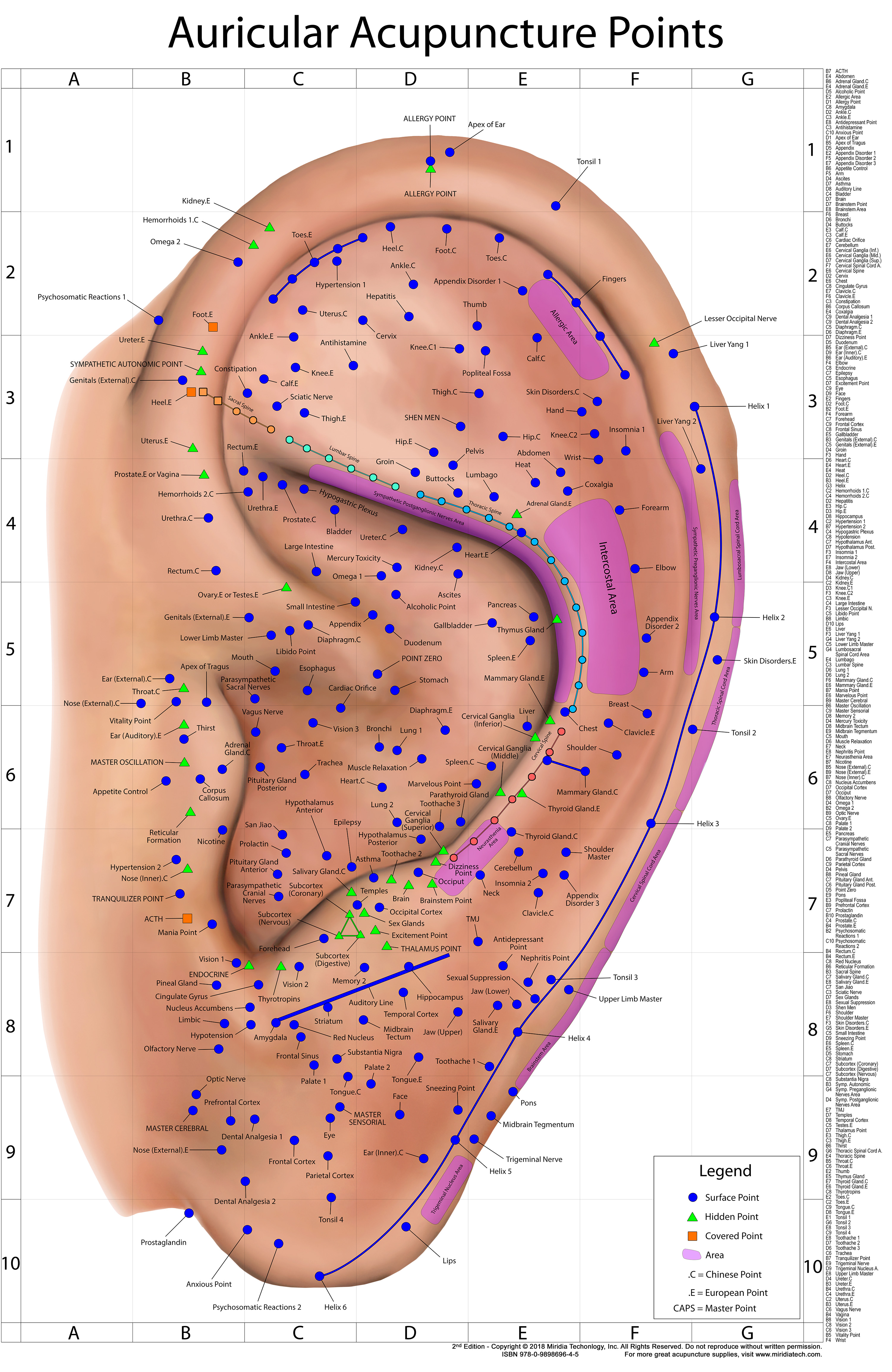 Over 25 NEW Points and Areas Added to Auriculo Wall Chart