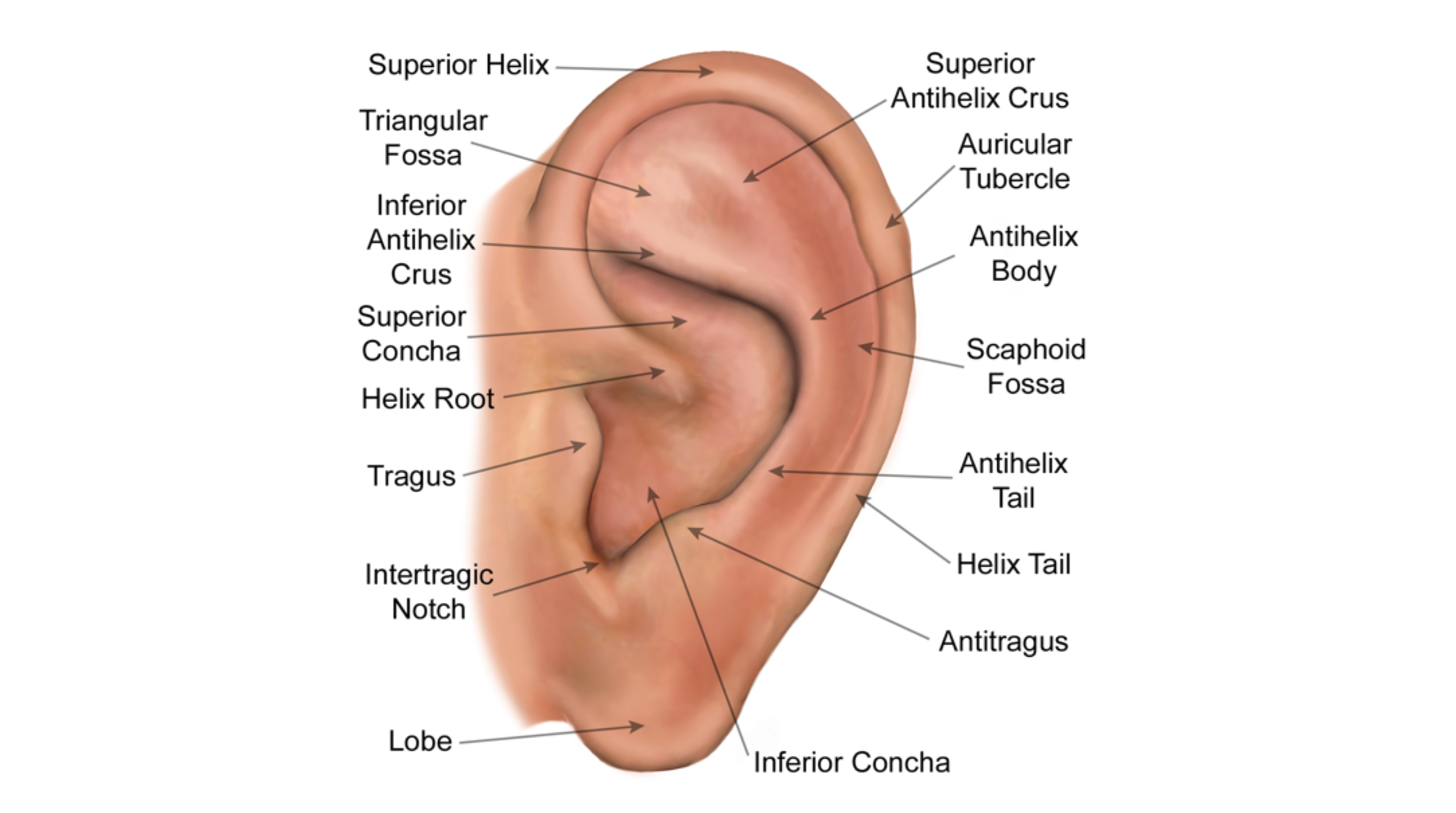 Auricular Anatomy Basics: The 7 Major Areas of the Ear