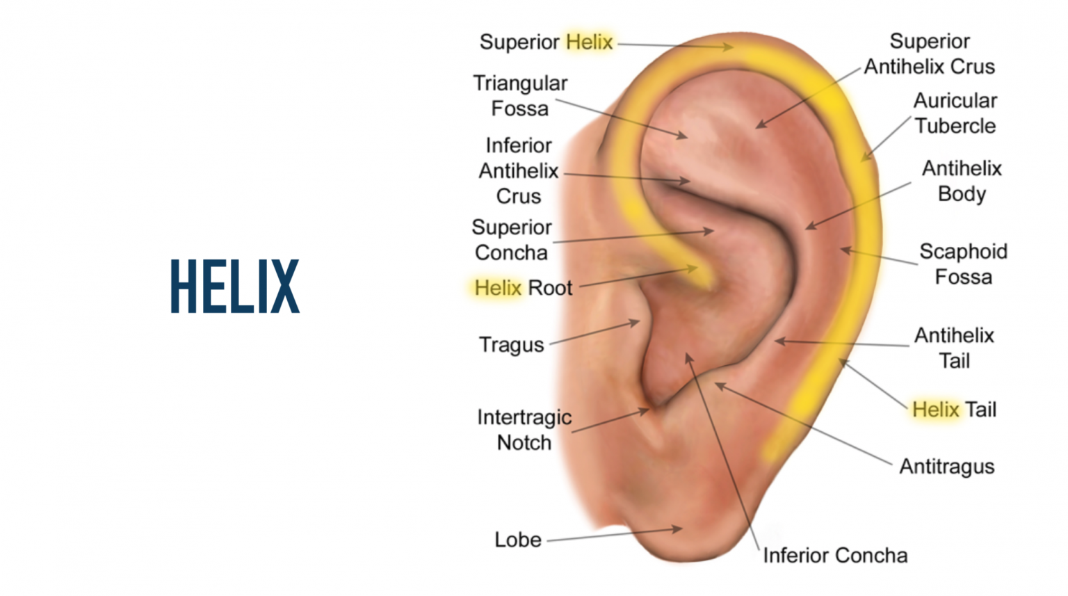 Helius Ear Auricular Anatomy Basics: The 7 Major Areas of the Ear