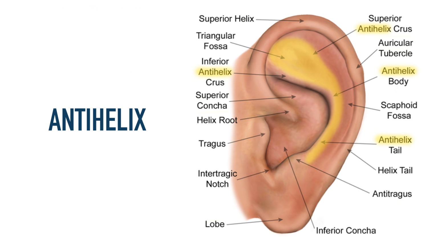 Auricular Anatomy Basics: The 7 Major Areas of the Ear