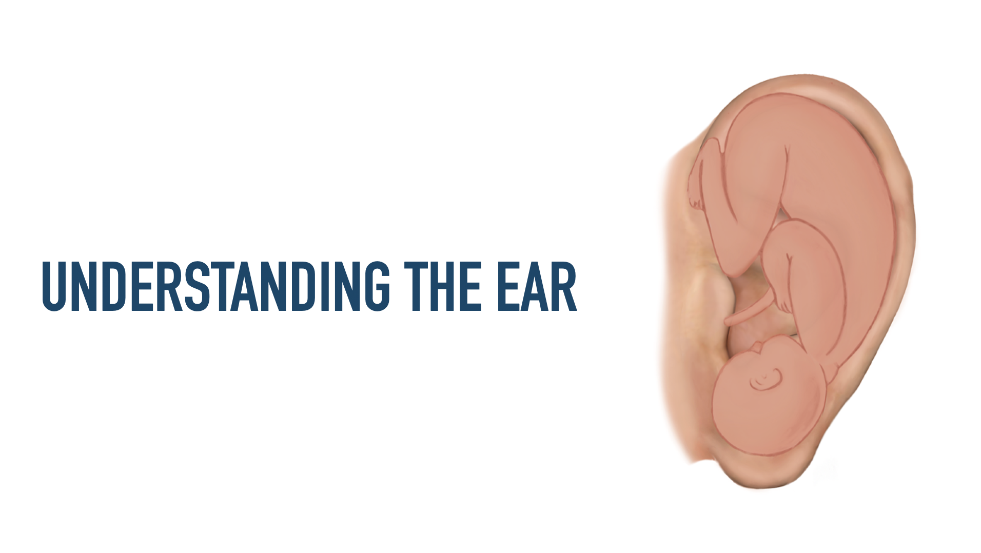 Auricular Anatomy Basics: The 7 Major Areas of the Ear