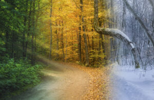a calming aid for seasonal struggles
