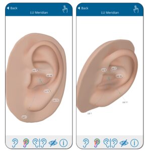 View of Lung Channel on the Ear