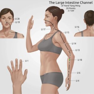 The Large Intestine Channel