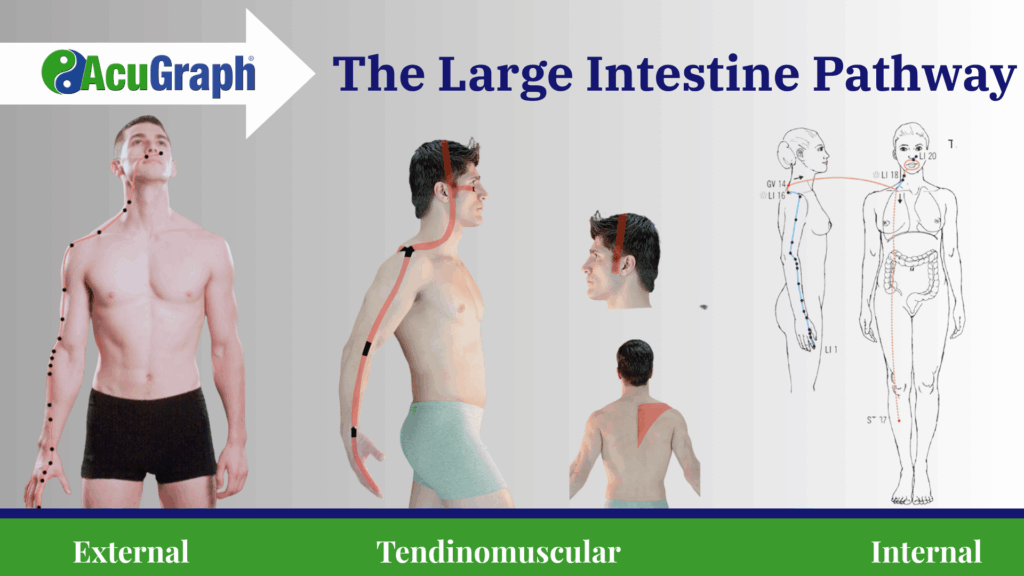 Image of External, Tendinomuscular, and Internal Pathways of the the Large Intestine Pathway