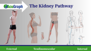 The Kidney Pathway- Image from AcuGraph