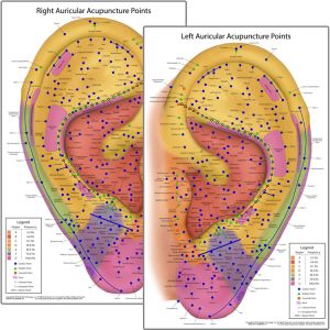Auriculotherapy Chart Points